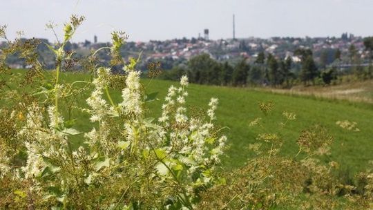 Walczymy z kolczurką!!!