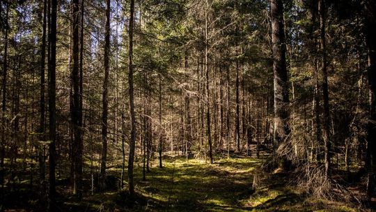 Warsztat ekologiczny w Parku Krajobrazowym Puszczy Knyszyńskiej