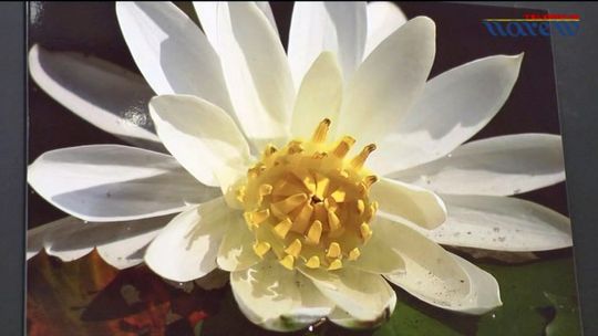 "Wdzięczne lilie dumne lotosy" - wystawa - VIDEO