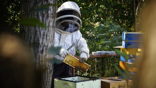 Wielki Dzień Pszczół. Dlaczego musimy ratować zapylacze?