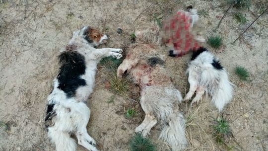 Wilk morduje w dolinie Narwi [FOTO]