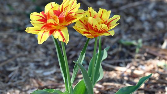 Wiosna rozkwita w Pułtusku – miasto zaprasza do aktywnego wypoczynku