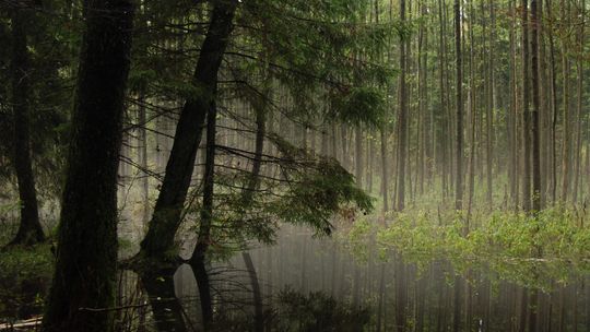 Województwo Podlaskie realizuje strategiczny projekt na rzecz ochrony bioróżnorodności