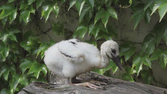 „Wokół Bocianiego Gniazda”, odc. 4 - VIDEO