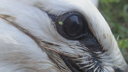 „Wokół Bocianiego Gniazda”, odc. 5 &quot;Obrączkowanie&quot; - VIDEO