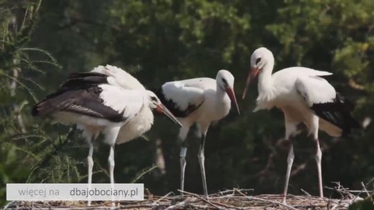 „Wokół Bocianiego Gniazda”, odc. 7