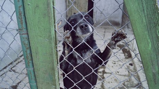 Wpatrzone w ludzi, śledzą każde ich stąpnięcie - FOTO
