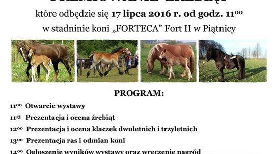 Wystawa koni w stadninie "Forteca" w Piątnicy już w niedzielę - VIDEO