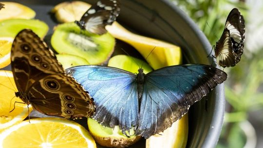 Wystawa Żywych Motyli