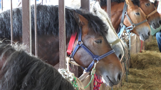 XXXI edycja Regionalnej Wystawy Zwierząt Hodowlanych i Dni z Doradztwem Rolniczym - [VIDEO]