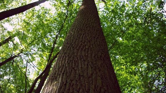 ZAKAZ WSTĘPU DO LASU – zabiegi ratownicze 