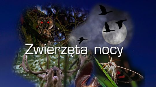 Nasłuchiwanie zwierząt w Biebrzańskim Parku Narodowym