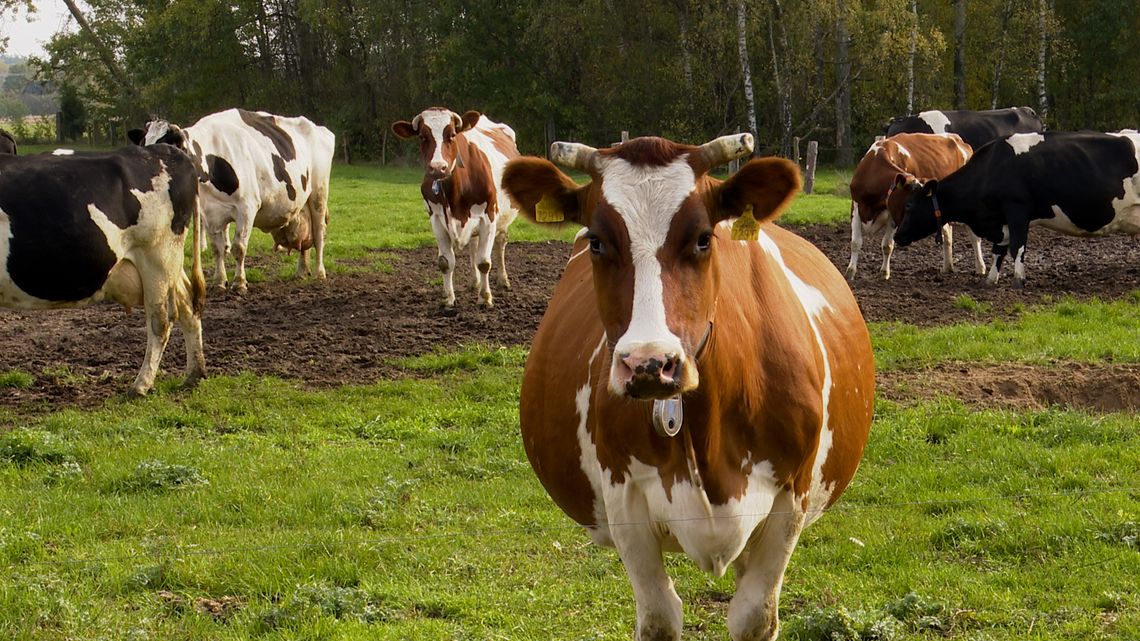 80 hektarów łąk pachnących mlekiem. W Kuziach, na Kurpiach [VIDEO] 