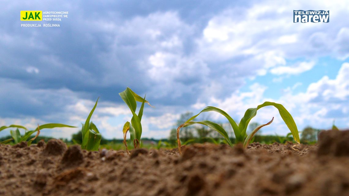 Agrotechniczne aspekty radzenia sobie z suszą w uprawie kukurydzy i ziemniaków - [VIDEO] 