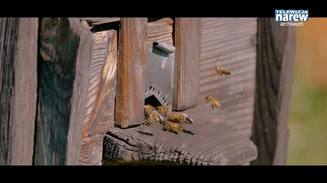 „Choć jeden dzień Pszczołą być” - konkurs plastyczny z nagrodami Marszałka - [VIDEO]