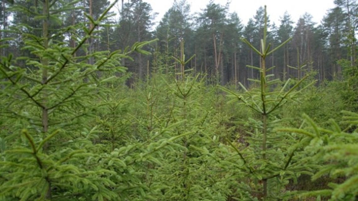 Choinki prosto z lasu. Naturalne Święta!
