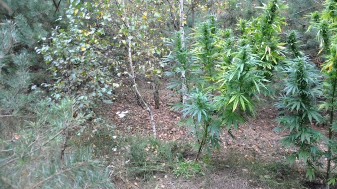 Do lasu po grzyby, ale i po marihuanę Do lasu po grzyby, ale i po marihuanę