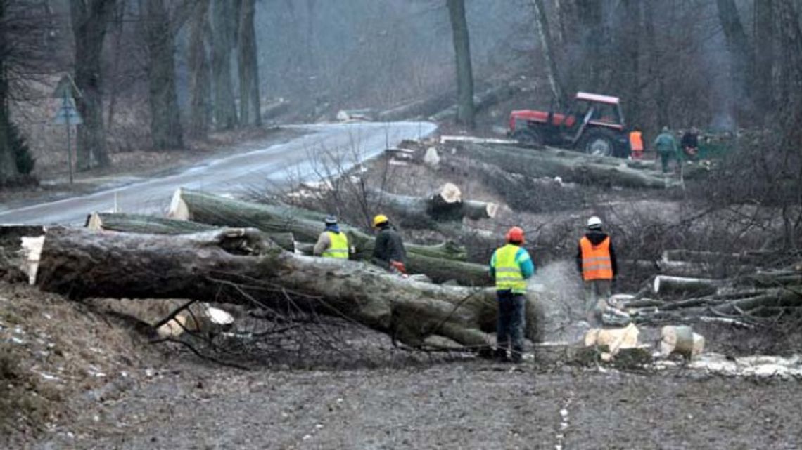 Drzewa nie wybaczają...