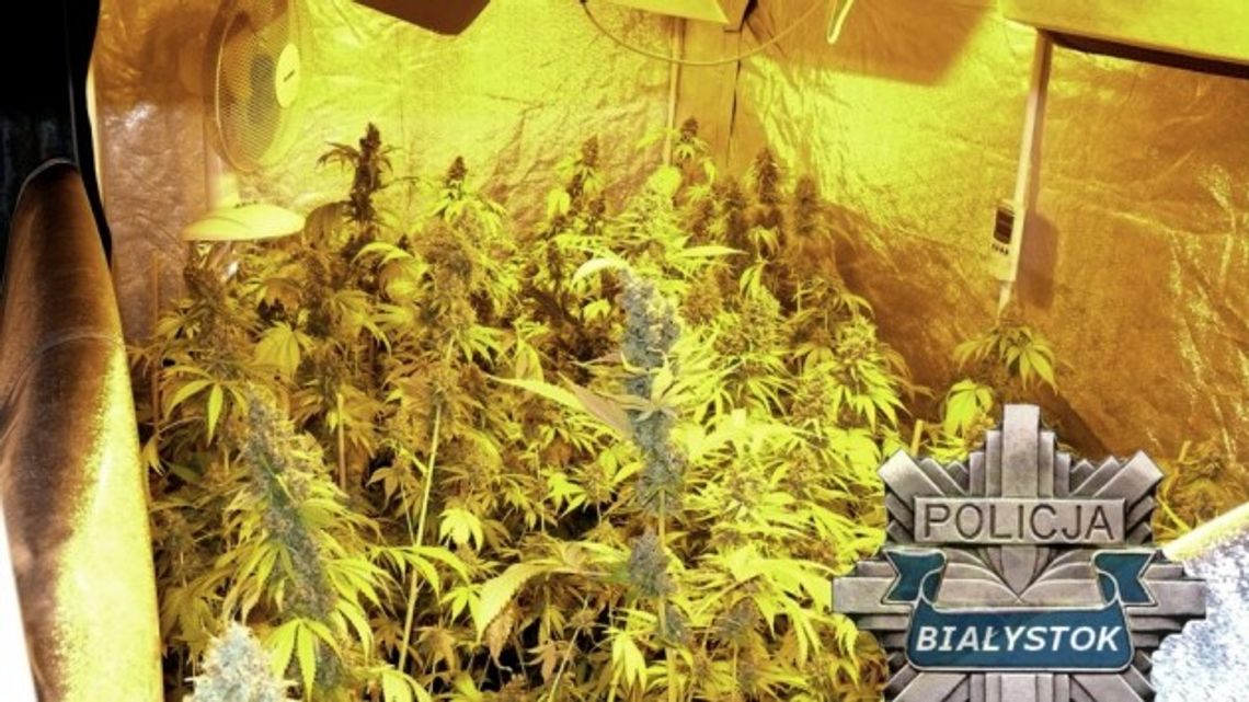 Dwóch mieszkańców Grajewa uprawiało marihuanę w Białymstoku
