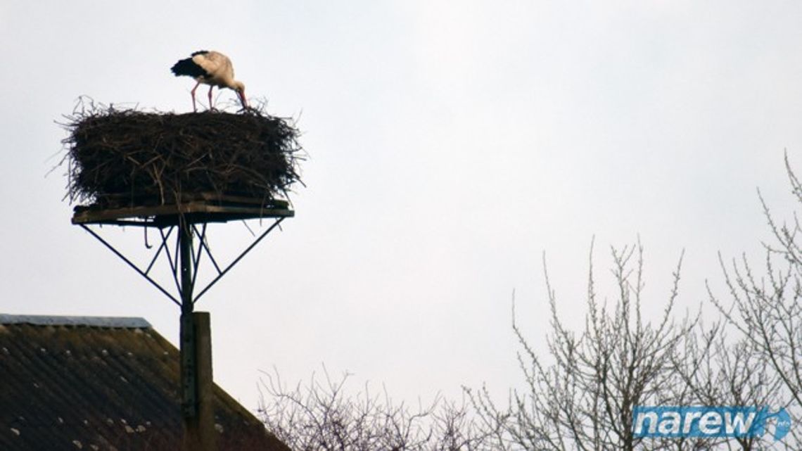 Jest bocian, jest wiosna Jest bocian, jest wiosna