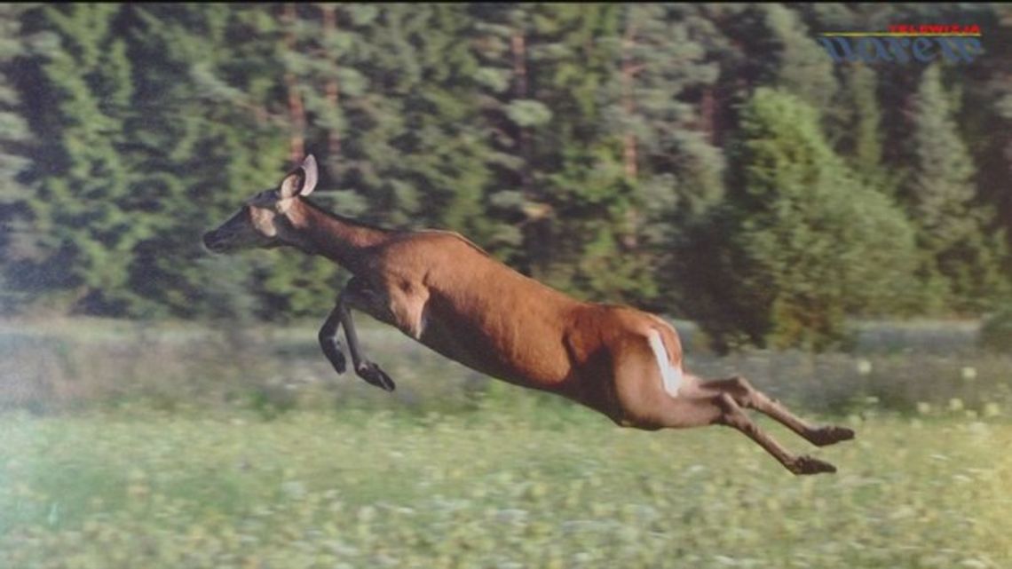 Kolno - wystawa fotografii Sylwestra Nicewicza - VIDEO