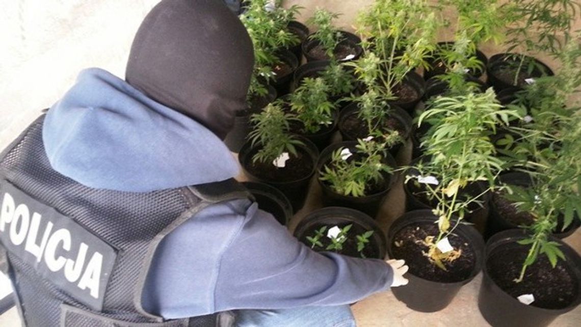 Koniec narkotykowego biznesu