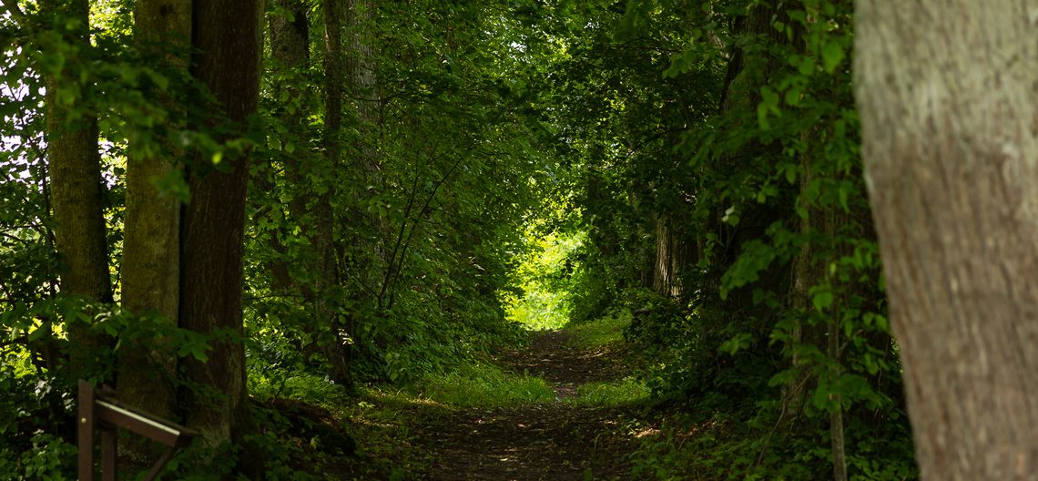 Konsultacje w sprawie planu zarządzania Puszczą Białowieską