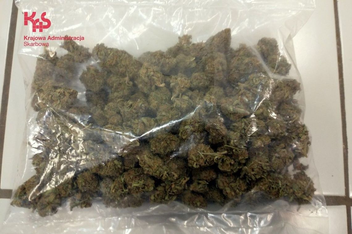 Krajowa Administracja Skarbowa wykryła przesyłkę z marihuaną