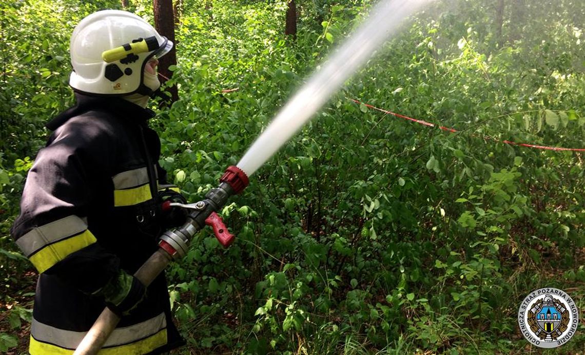 Las w ogniu. Kilkudziesięciu strażaków w akcji na ćwiczeniach [VIDEO i FOTO] 