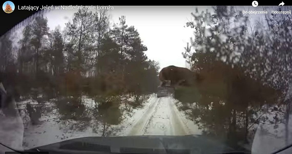 Latający jeleń [VIDEO]