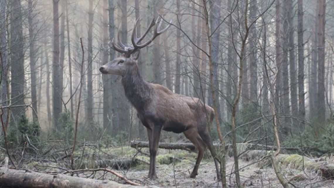 Leśniczy uratował jelenia