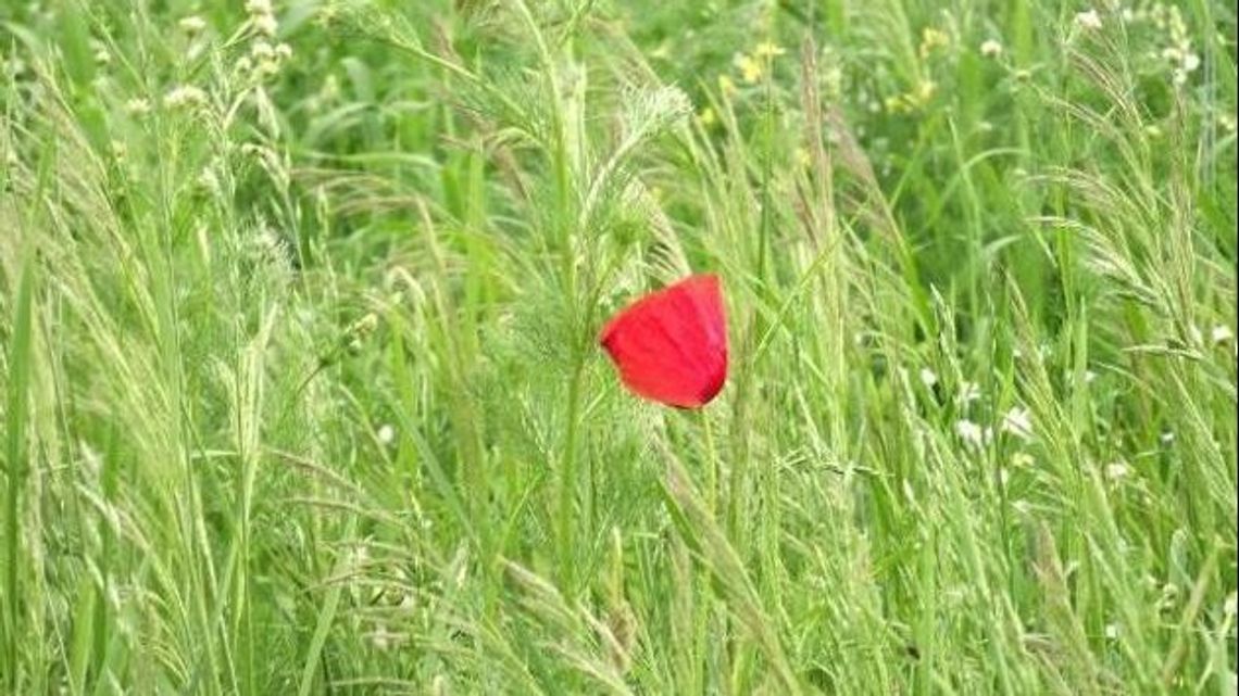 Łomża za zieloną kurtyną.