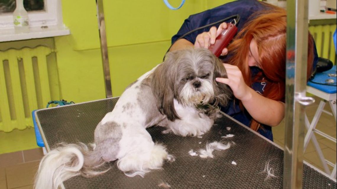 Masz psa lub kota? Odwiedź groomersów w „Wecie” Masz psa lub kota? Odwiedź groomersów w „Wecie”