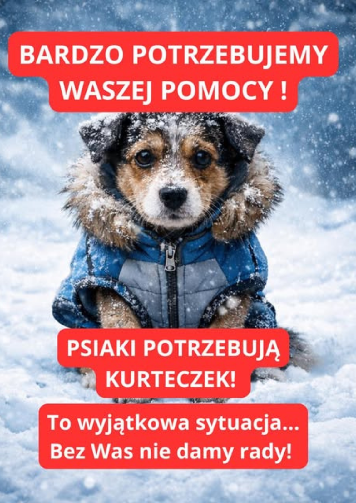 Mróz nie pyta. Zima w schronisku i próba ludzkiej wrażliwości