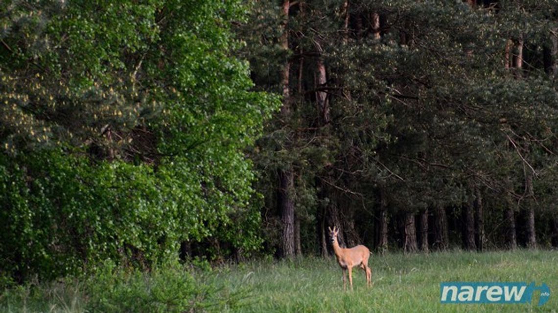 Nadleśnictwa zniosły zakaz