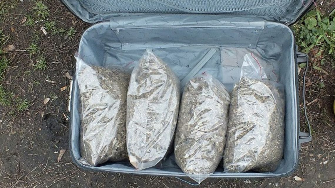 Narkotykowy "hurtownik" z Łomży zatrzymany przez CBŚ - FOTO Narkotykowy "hurtownik" z Łomży zatrzymany przez CBŚ - FOTO