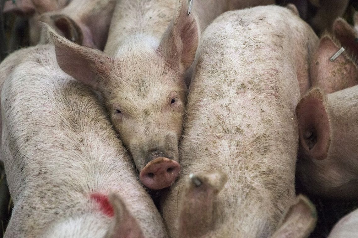 Nieoprocentowana pożyczka dla producentów świń z terenów ASF