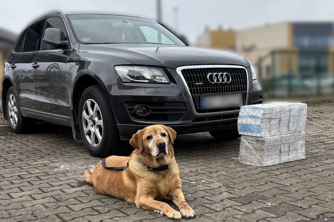 Nos labradora Odi pomógł w wykryciu nielegalnych papierosów