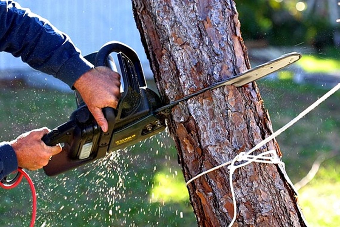 Nowe zasady usuwania drzew i krzewów z prywatnych działek