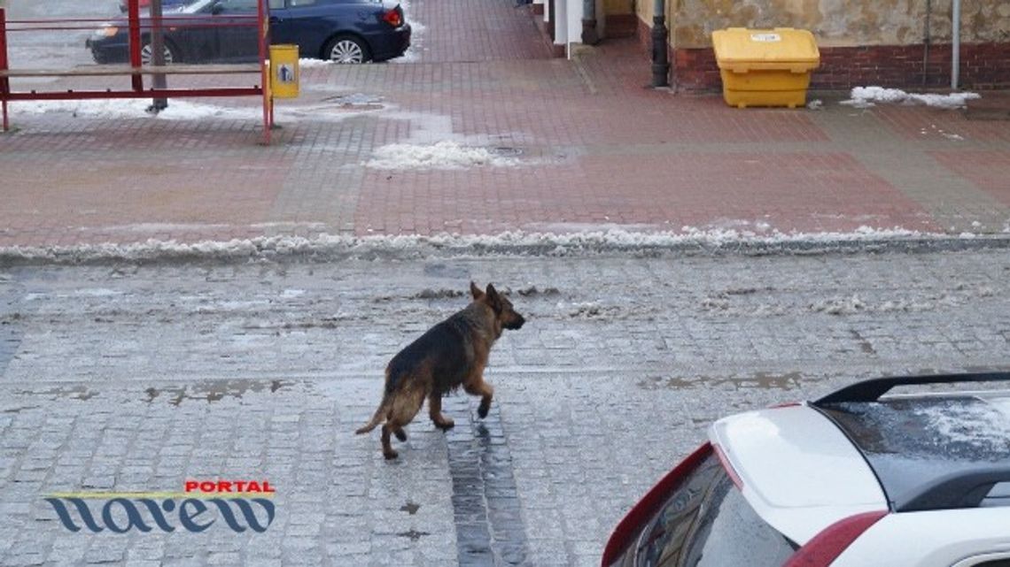 Odnalazł się właściciel psa, o którym pisaliśmy w tygodniku Odnalazł się właściciel psa, o którym pisaliśmy w tygodniku