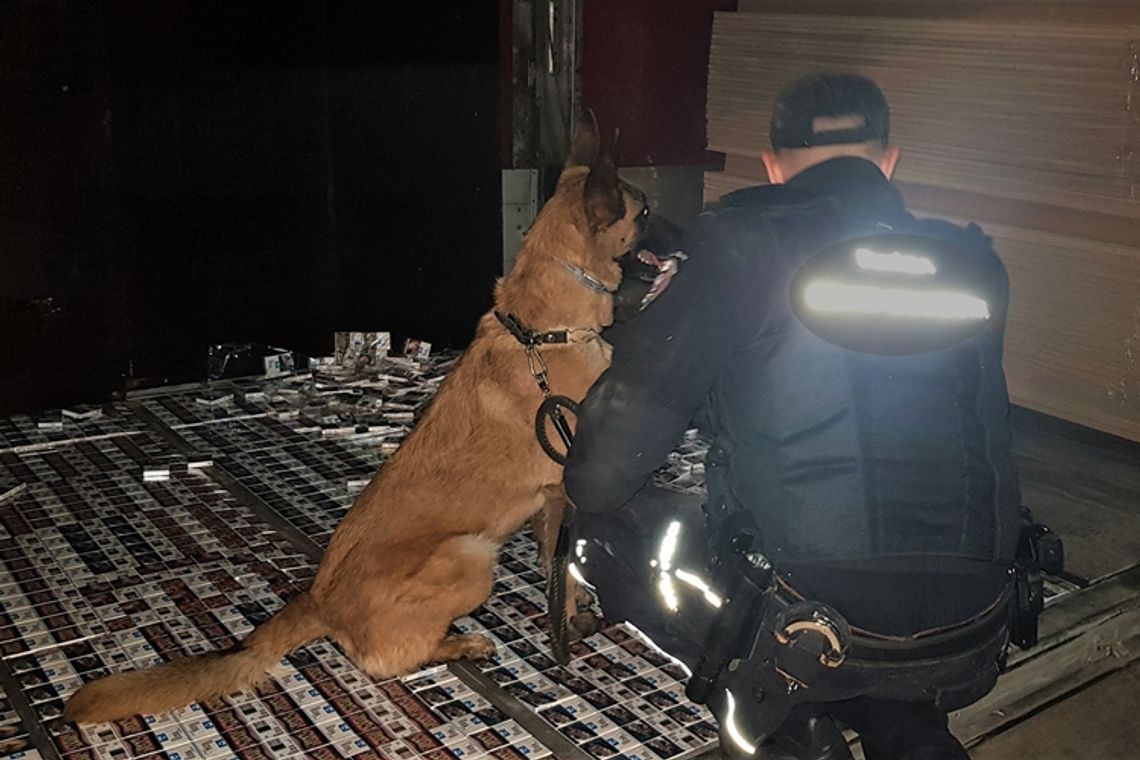 Pies wskazał miejsce ukrycia 17 tys. paczek papierosów