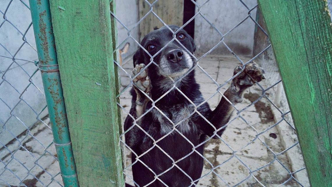 Pieski z łomżyńskiego schroniska walczą z kleszczami Pieski z łomżyńskiego schroniska walczą z kleszczami