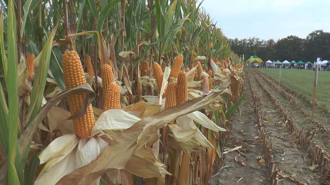 Podlaski Dzień Kukurydzy w Szepietowie [VIDEO]