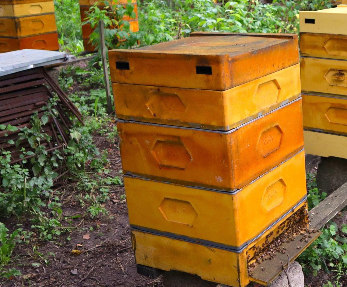 Podlaski Produkt Lokalny. Pasieki na skraju lasu (Krzewo-Plebanki)