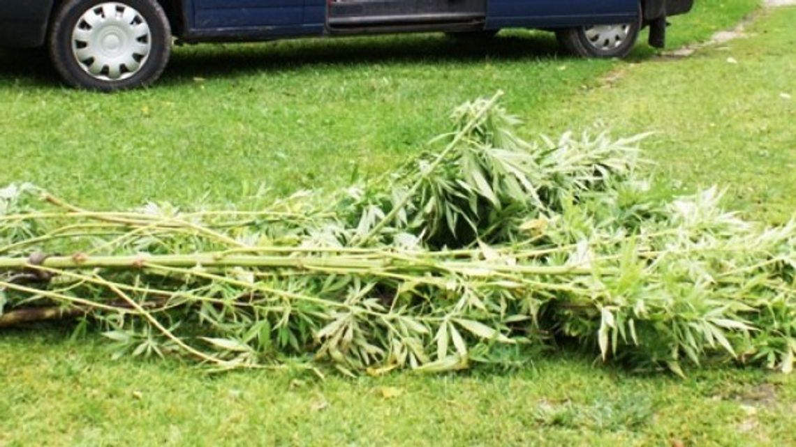 Policjanci zlikwidowali uprawę konopi