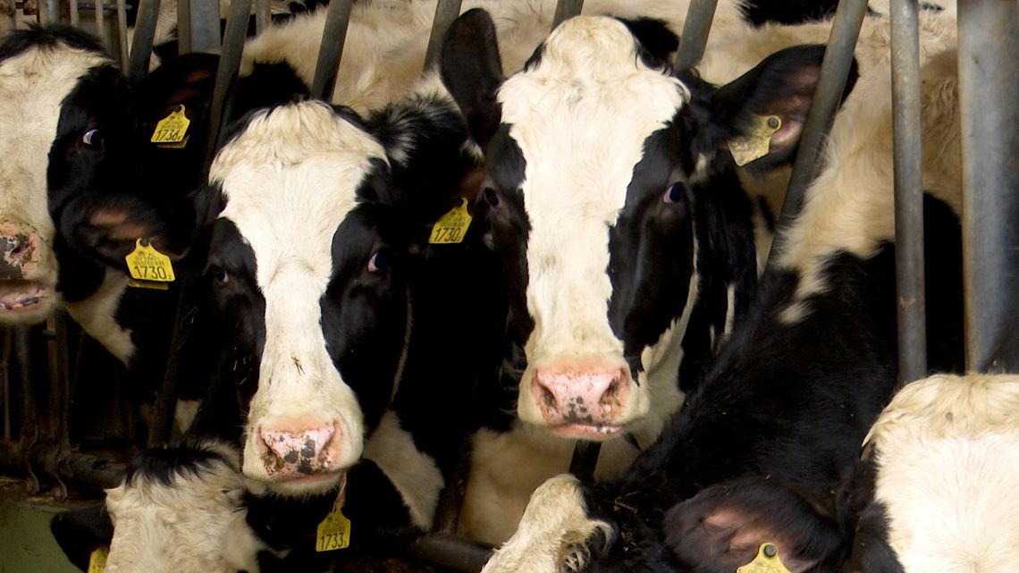 Ponad milion litrów mleka od jednego gospodarstwa dla Mlekpolu [VIDEO]