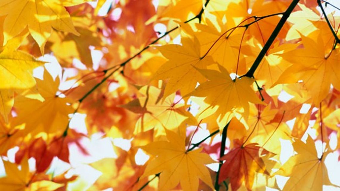 Przed nami kolejne ciepłe dni. Termometry pokażą do 14 st. C Przed nami kolejne ciepłe dni. Termometry pokażą do 14 st. C