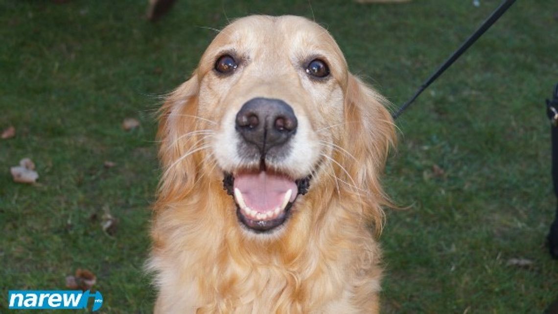 Pupile Wety Pupile Wety