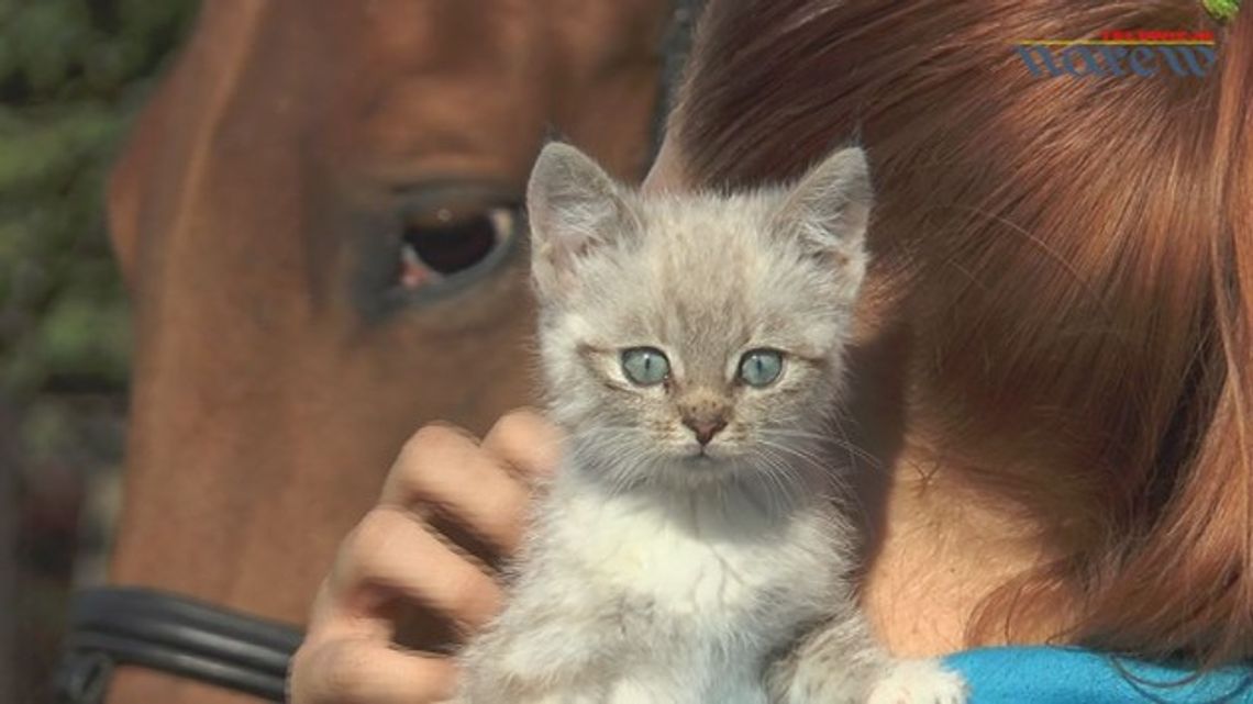 Pupile Wety 2015 - VIDEO