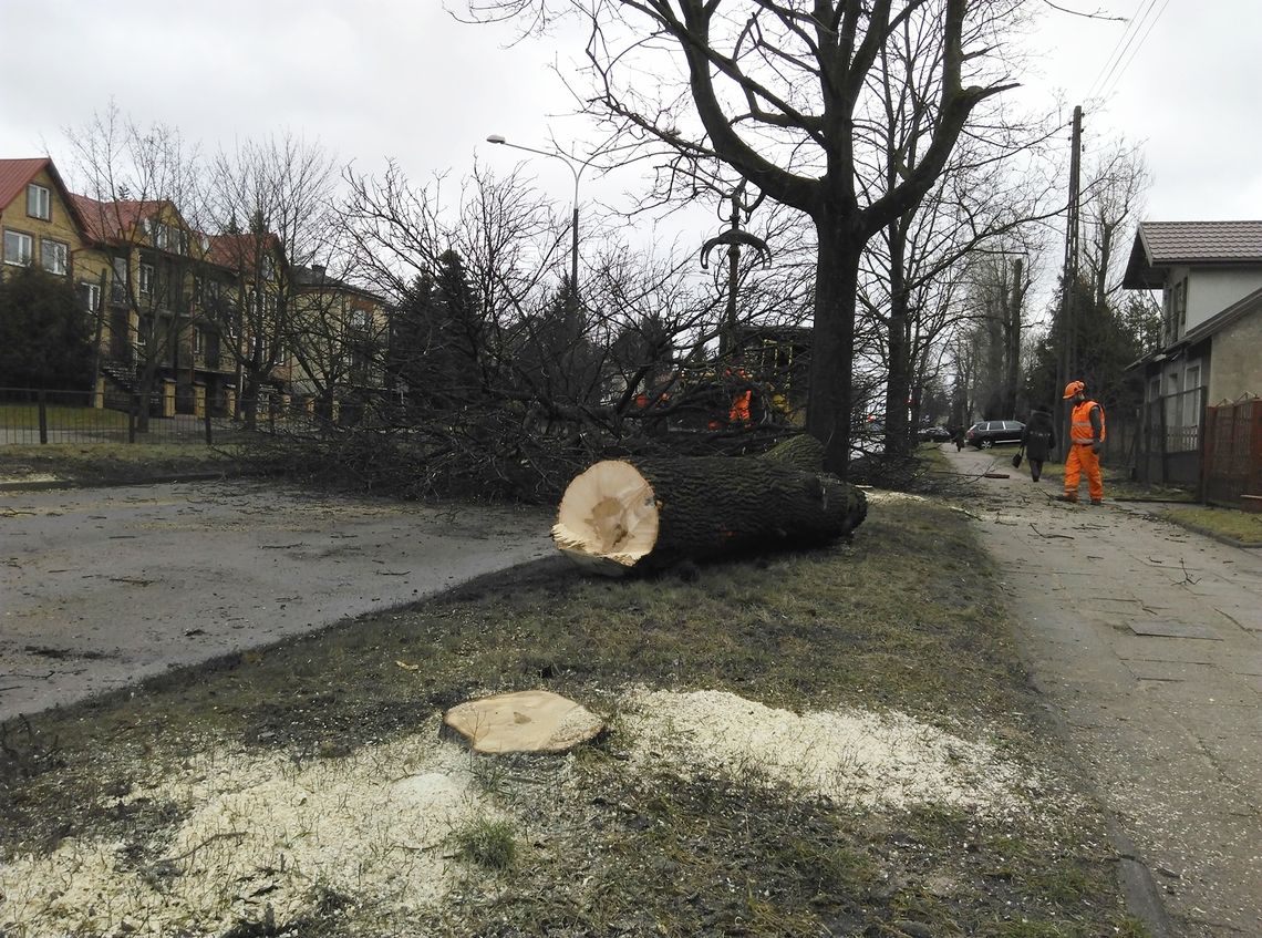 Remonty dróg w Łomży rozpoczęły się wycinką kilkudziesięciu drzew